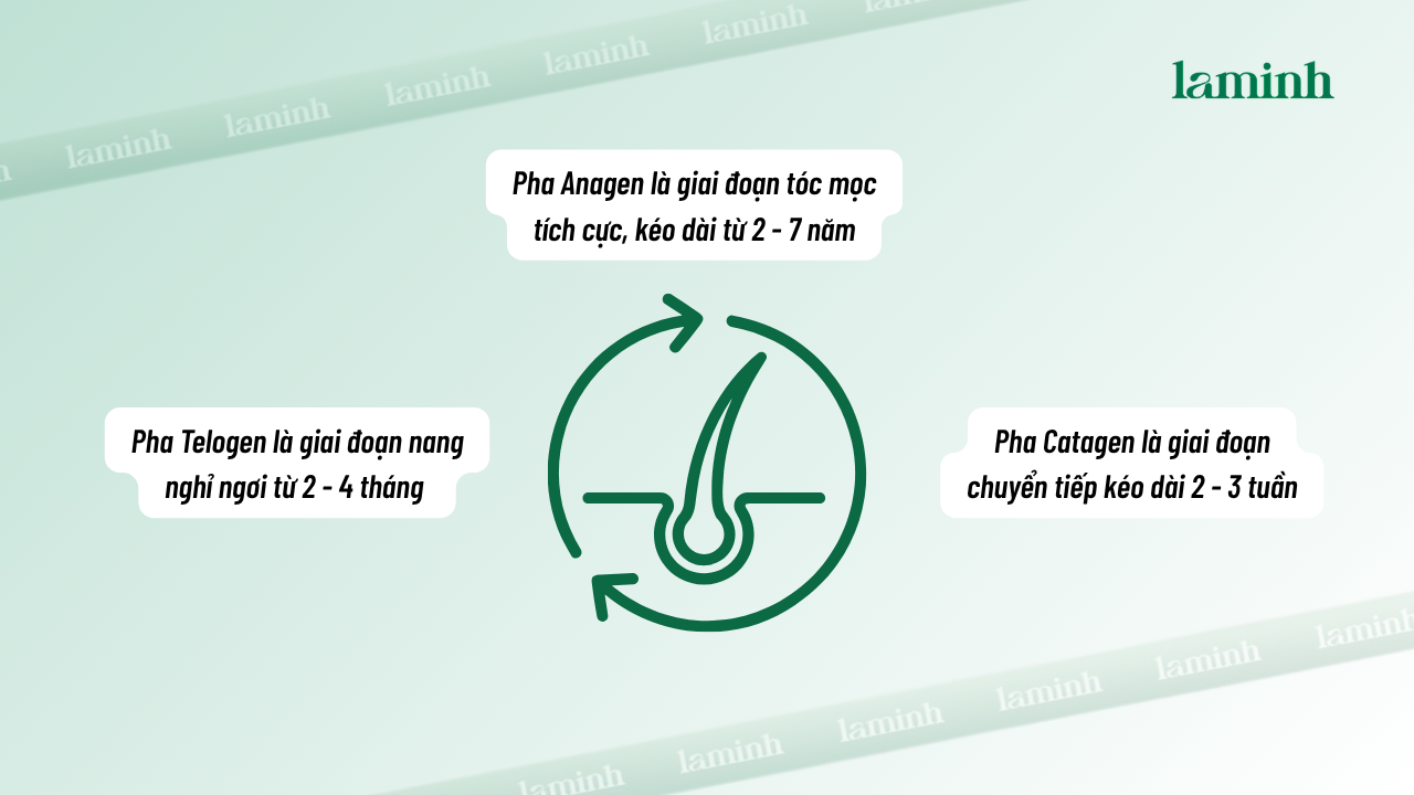 pha mọc, pha rụng của nang tóc, chu kỳ nang tóc là gì